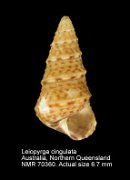 Leiopyrga cingulata (7)